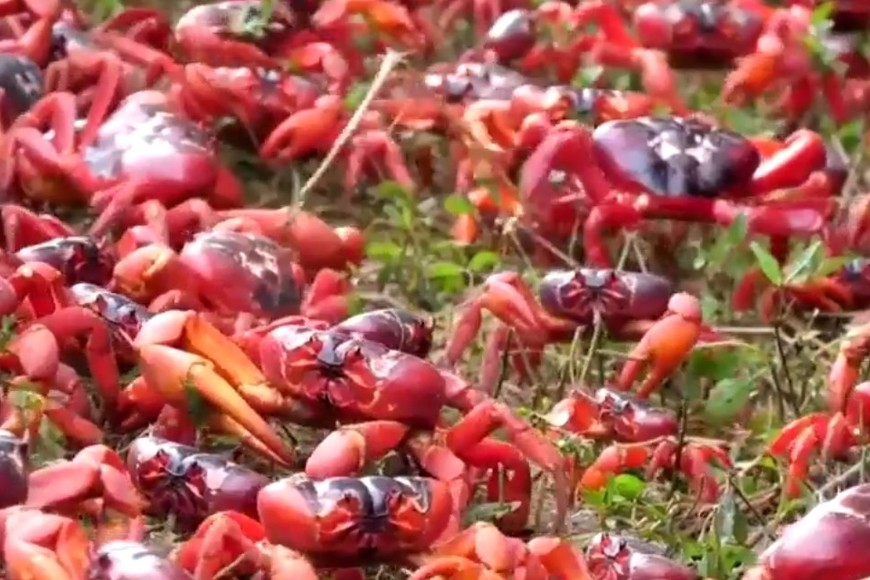 Millones de cangrejos rojos emergen de la selva tropical y avanzan en masa hacia el mar a través de los jardines.