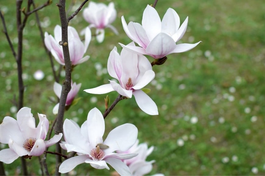Magnolias floreciendo en un jardín residencial, ofreciendo sombra y belleza.