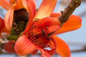 Ceibos con sus intensas flores rojas atraen aves y mariposas.