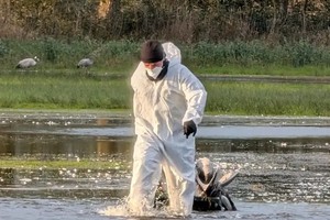 Un voluntario con traje protector saca del agua una grulla muerta en Brandeburgo.