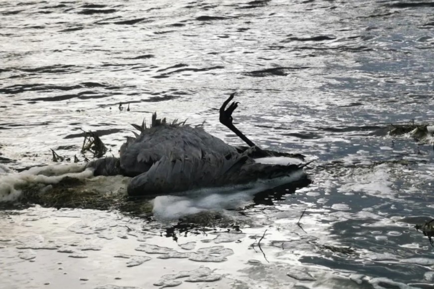 Una de las grullas muertas en la laguna de Gallocanta, España.