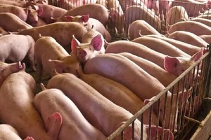 La enfermedad viral de Aujeszky afecta principalmente a los cerdos.