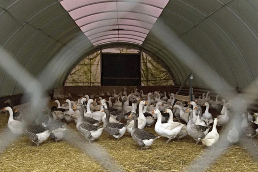 En Baja-Sajonia se encuentran  dos tercios de la población avícola que explota Alemania.