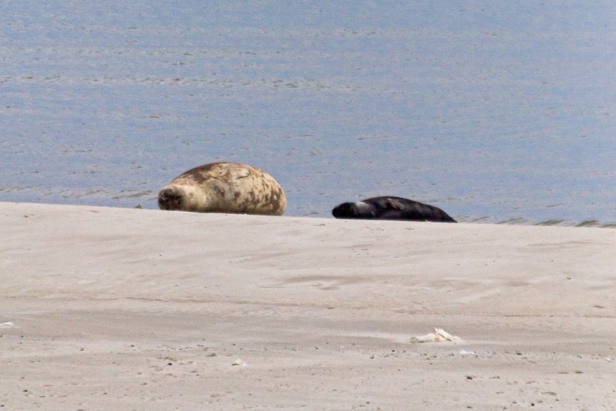 El nacimiento del elefante marino despierta curiosidad entre vecinos y turistas.
