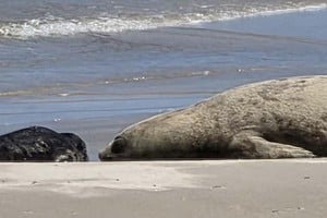 Voluntarios y autoridades protegen a la cría durante sus primeros días.