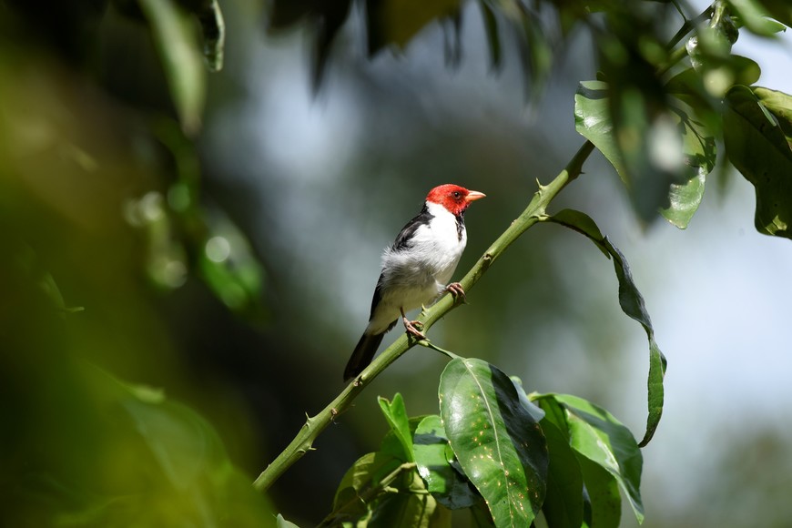 Jardín Florido. Fotorreportaje: Pablo Rodas (gentileza).