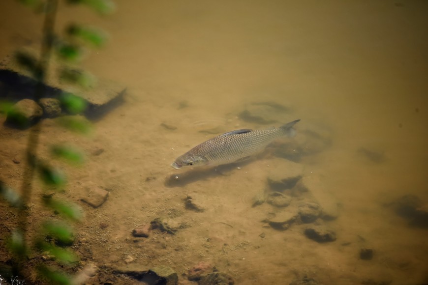 Jardín Florido. Fotorreportaje: Pablo Rodas (gentileza).