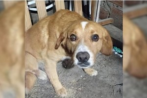 Chimuelo se recupera y busca una familia que lo adopte. Foto: Gentileza