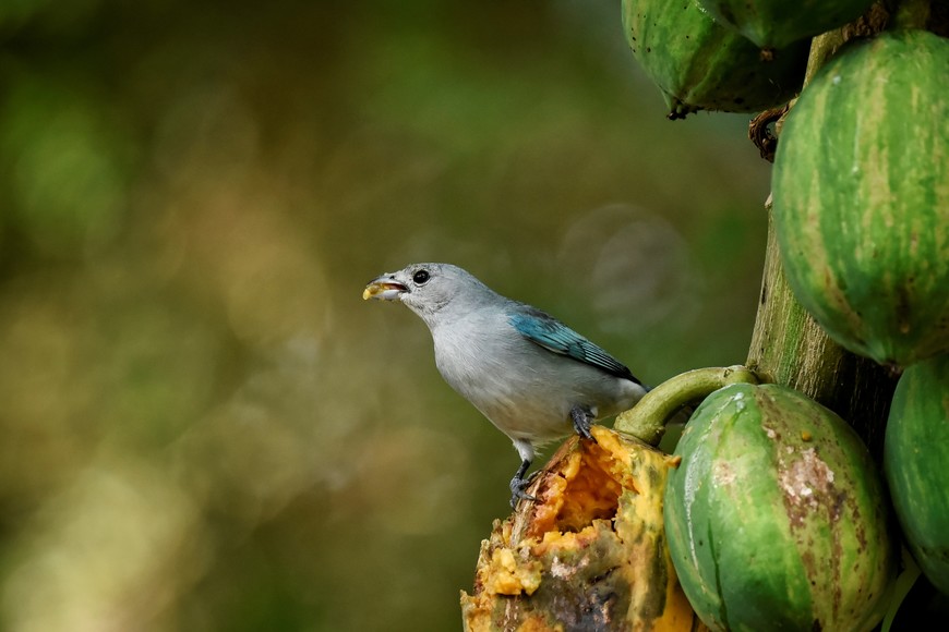 Jardín Florido. Fotorreportaje: Pablo Rodas (gentileza).