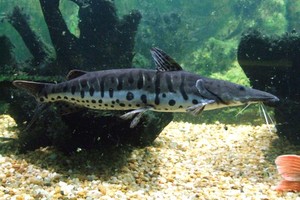 La medida comienza este 1 de noviembre.