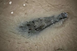 El aumento del nivel de agua  podría provocar que los cocodrilos se trasladen  en busca de terreno seco.