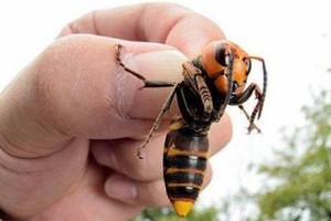 los apicultores consideran que no se le está dando la importancia suficiente al repunte de esta especie