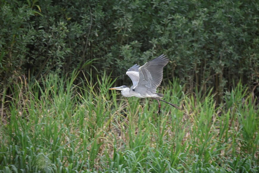 Jardín Florido. Fotorreportaje: Pablo Rodas (gentileza).