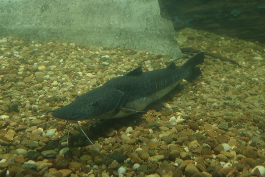 La medida comienza este 1 de noviembre.