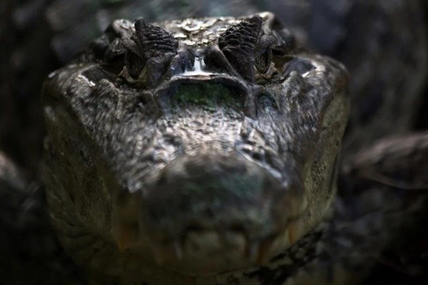 Piden mantener a  niños y mascotas alejados de las aguas inundadas.