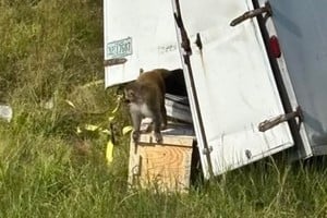 Un camión que transportaba monos rhesus chocó en la carretera interestatal 59 este martes.