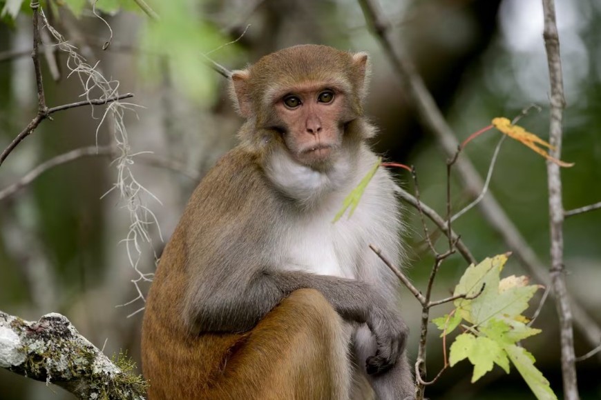 Un ejemplar de mono rhesus.