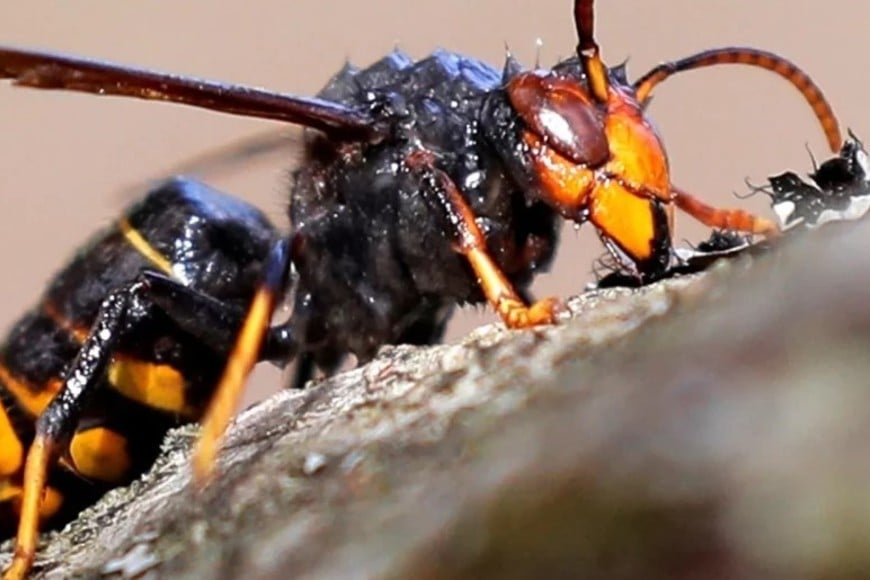 lLa avispa velutina o asiática es una especie invasora.