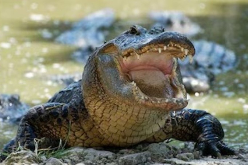 Las autoridades instaron a no intentar capturar ningún ejemplar.