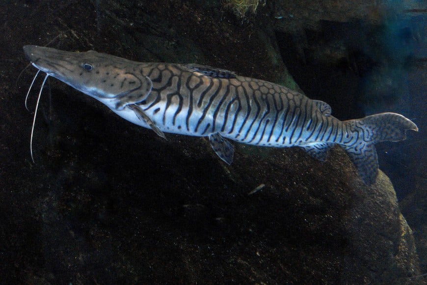 La medida comienza este 1 de noviembre.