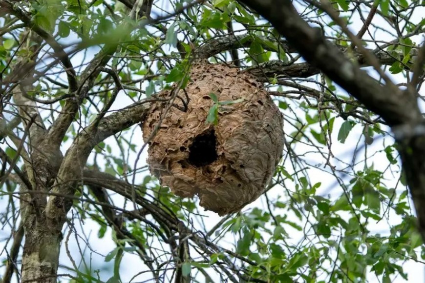 Estos ataques se produjeron fuera del período habitua.