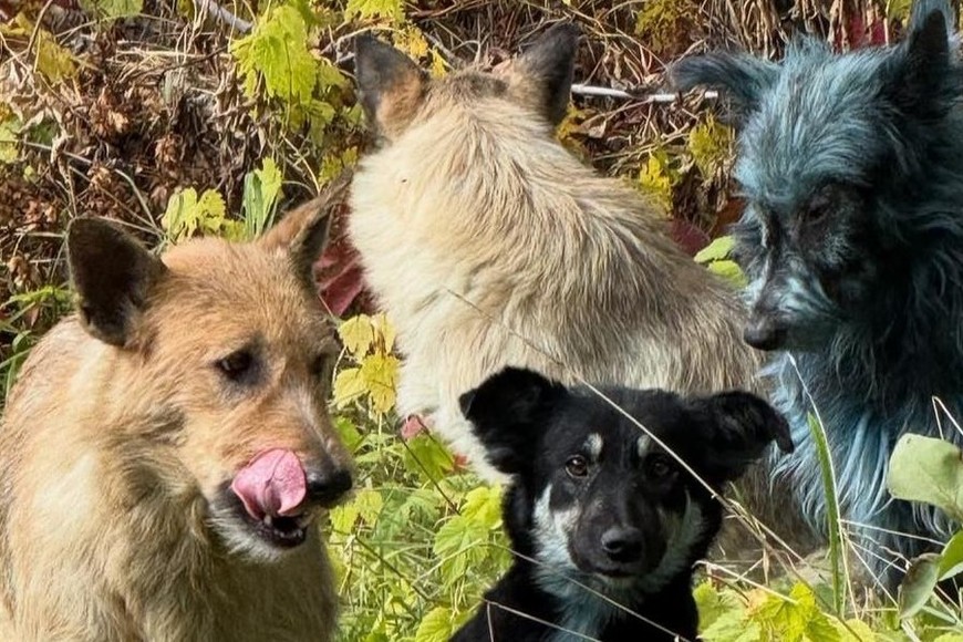 Los expertos aseguran que no se trata de perros “mutantes”.