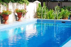 Estas especies permiten mantener el agua limpia con mínimo mantenimiento.