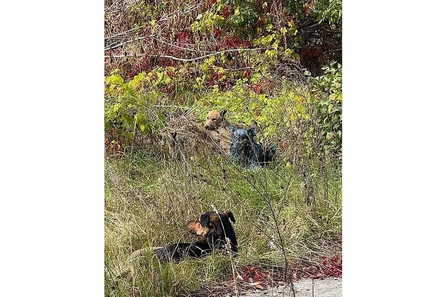 En 2021 hubo un caso similar en Rusia.