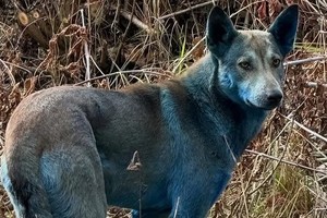 El impactante color azul generó un sinfín de especulaciones.