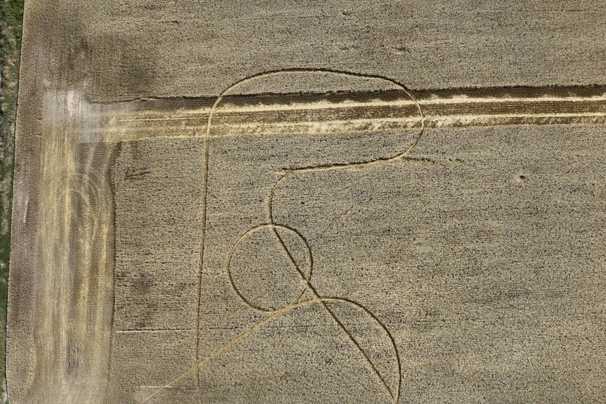 Huellas el medio del trigal. "Ojalá sea una señal de una buena cosecha”, expresó el productor Raúl Zamer.