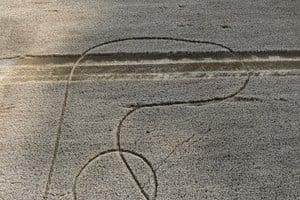 Huellas el medio del trigal. "Ojalá sea una señal de una buena cosecha”, expresó el productor Raúl Zamer.