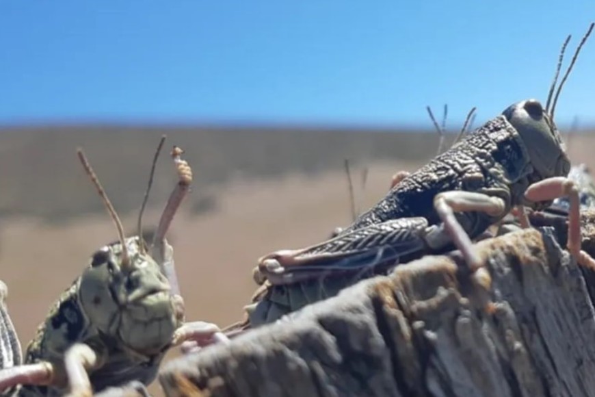 La Bufonacris claraziana es una especie nativa que se alimenta de forraje y diversas plantas herbáceas.