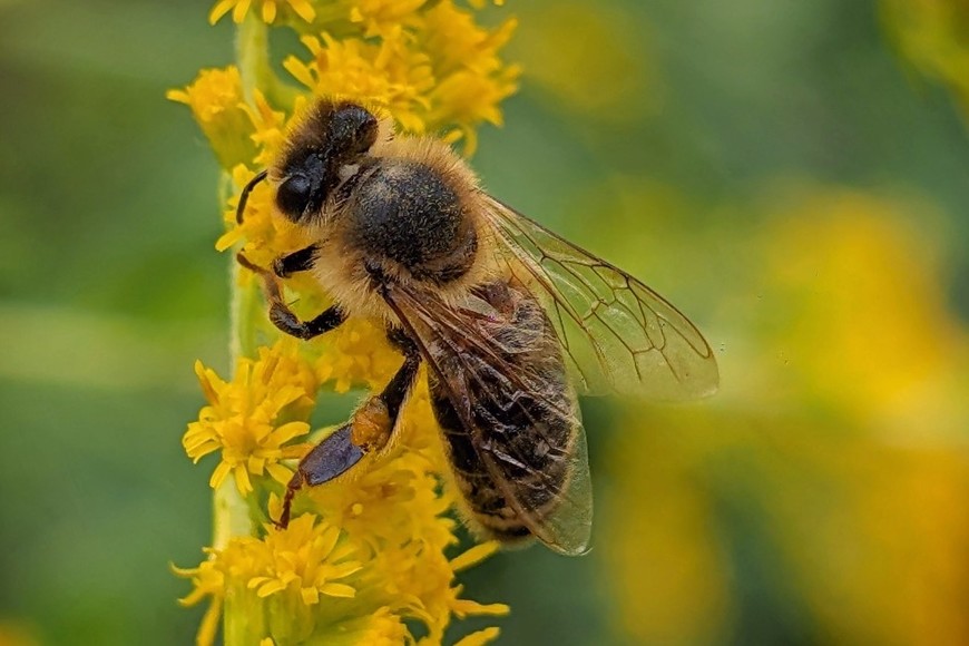 Molécula del veneno de abeja elimina células de cáncer de mama
