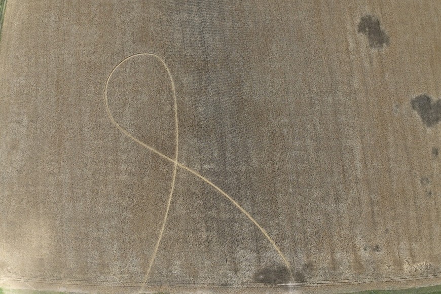 Huellas el medio del trigal. "Ojalá sea una señal de una buena cosecha”, expresó el productor Raúl Zamer.