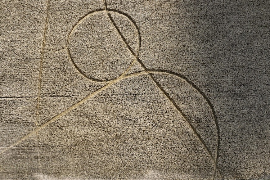 Huellas el medio del trigal. "Ojalá sea una señal de una buena cosecha”, expresó el productor Raúl Zamer.