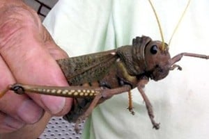 La tucura sapo representa una seria amenaza para la producción agropecuaria.