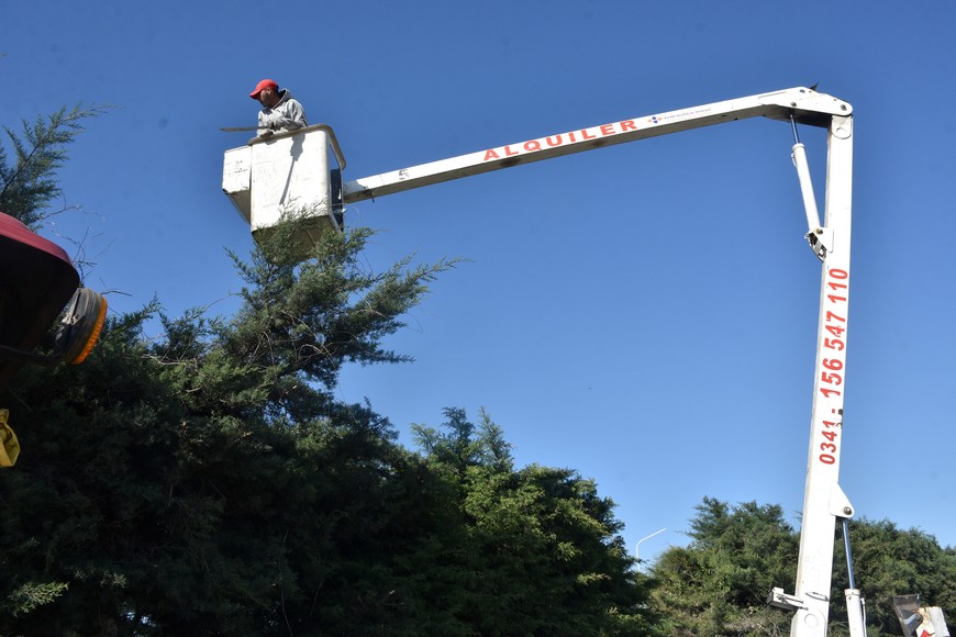 El registro de podadores fue creado por la Ordenanza N° 11.924. Crédito: Flavio Raina