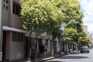 Árboles urbanos que forman parte del patrimonio ambiental de la ciudad.