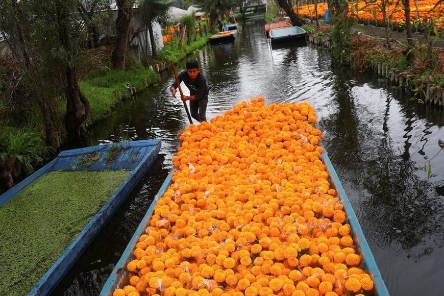 Según la tradición, la flor conecta el mundo de los vivos con el de los muertos.
