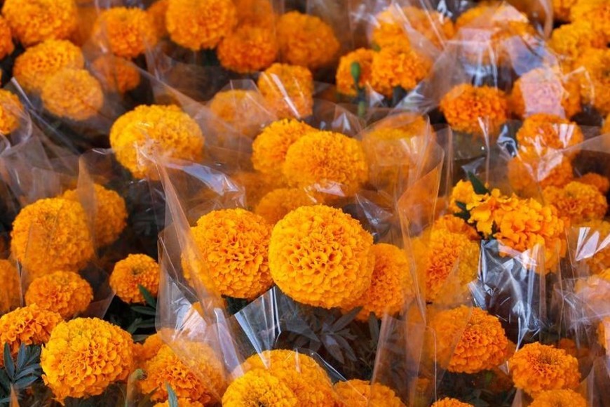 Cada 1 y 2 de noviembre, esta flor se convierte en un símbolo del Día de los Muertos.
