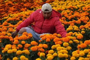 Según datos oficiales, las lluvias intensas destruyeron más de 37.000 hectáreas de cultivos en todo  México.