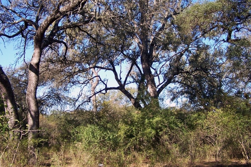 Media sanción para plantar un millón de árboles en la provincia de Santa Fe