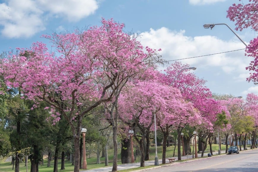 Media sanción para plantar un millón de árboles en la provincia de Santa Fe