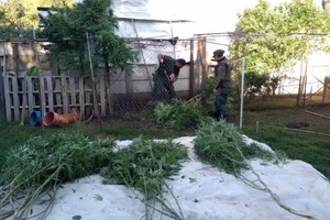 Leandro Sebastián M. como autor de varios delitos vinculados a la producción y comercialización de estupefacientes.