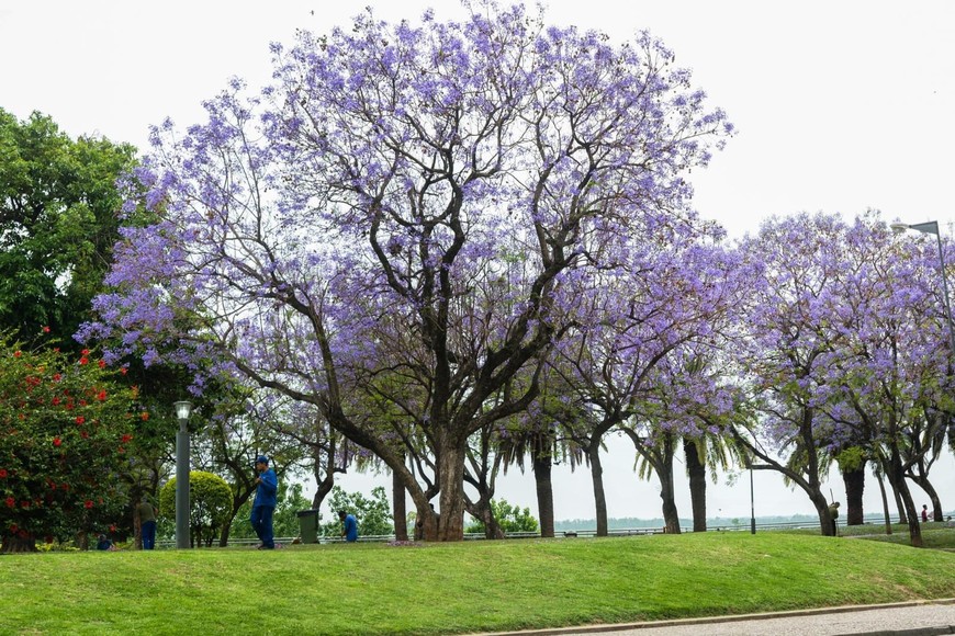 Media sanción para plantar un millón de árboles en la provincia de Santa Fe