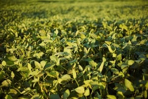 La falta de lluvias que afecta a gran parte de la región núcleo desde fines de diciembre pone en jaque el rinde potencial.