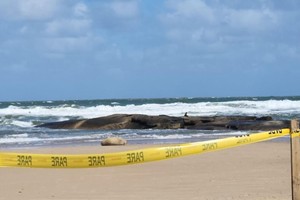 El animal se encuentra en buen estado de salud y cursa un período de gestación.