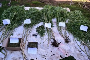 Parte de la marihuana incautada en el allanamiento.