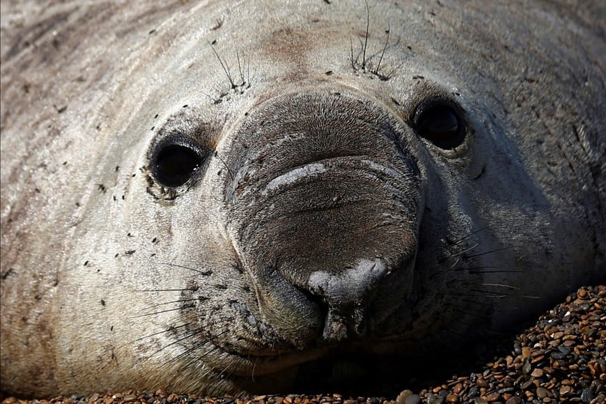 An elephant seal takes a sunbath on a beach, in Pico Sayago, in the Patagonian province of Chubut, Argentina September 26, 2024. REUTERS/Agustin Marcarian