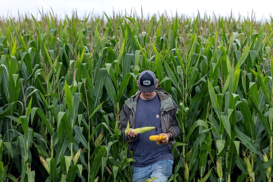 Jake Guse, a crop scout on the Pro Farmer Crop Tour, collects corn samples from a corn field as scouts travel across the midwest trying to gauge the size of the corn and soybean crop that farmers will harvest in the fall, in northwest Indiana, U.S. August 19, 2025. REUTERS/Evelyn Hockstein